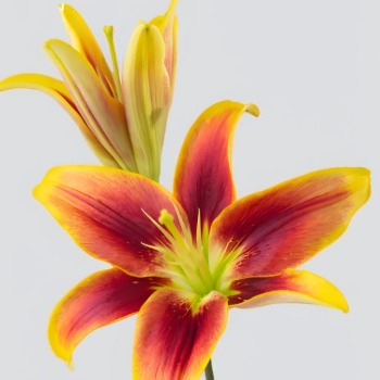 Crown Red-and-Gold Sunburst Bicolor Asiatic Lily (2 buds/stem) · Bicolor & Multi-Color