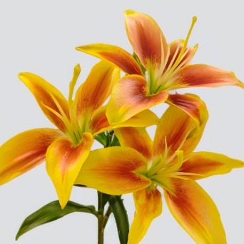 Crown Red-and-Gold Sunburst Bicolor Asiatic Lily (3 buds/stem) · Bicolor & Multi-Color