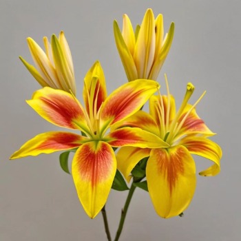 Crown Red-and-Gold Sunburst Bicolor Asiatic Lily - 4+ Buds / Multi-Bud · Bicolor & Multi-Color