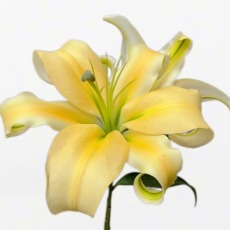 Emperor Imperial Yellow OT Lily (2 buds/stem) · Yellow & Gold