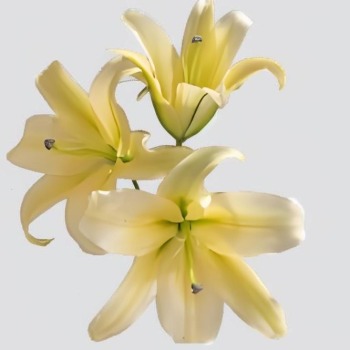 Emperor Imperial Yellow OT Lily (3 buds/stem) · Yellow & Gold