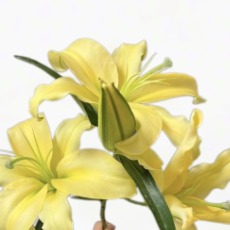 Emperor Imperial Yellow OT Lily - 4+ Buds / Multi-Bud · Yellow & Gold