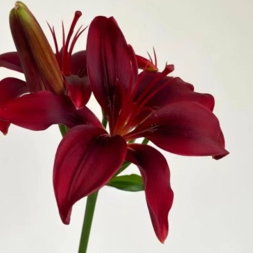 Giant Blackstone Jumbo Dark Burgundy Asiatic Lily (3 buds/stem) · Vintage Coffee, Terracotta & Dark