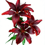 Little Blackstone Deep Wine-Red Asiatic Lily (3 buds/stem) · Vintage Coffee, Terracotta & Dark
