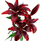 Little Blackstone Deep Wine-Red Asiatic Lily - 4+ Buds / Multi-Bud · Vintage Coffee, Terracotta & Dark