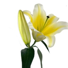 Manissa Giant Golden OT Lily (2 buds/stem) · Yellow & Gold