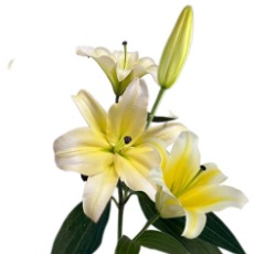 Manissa Giant Golden OT Lily - 4+ Buds / Multi-Bud · Yellow & Gold
