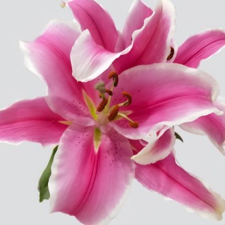 Marlon Pink-White Oriental Lily (2 buds/stem) · Pink & Blush
