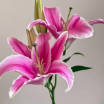 Marlon Pink-White Oriental Lily - 4+ Buds / Multi-Bud · Pink & Blush