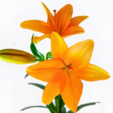 Orange Dream Asiatic Lily (3 buds/stem) · Orange & Coral