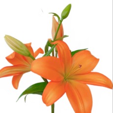 Orange Dream Asiatic Lily - 4+ Buds / Multi-Bud · Orange & Coral