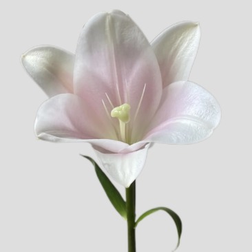 Pink Longiflorum / Pink Heaven Trumpet Lily (1 buds/stem) · Pink & Blush