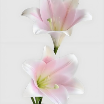 Pink Longiflorum / Pink Heaven Trumpet Lily (2 buds/stem) · Pink & Blush