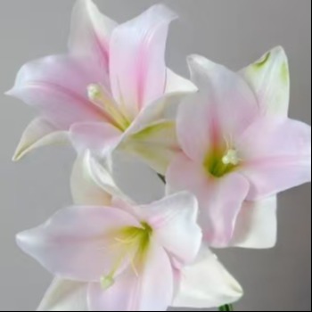 Pink Longiflorum / Pink Heaven Trumpet Lily (3 buds/stem) · Pink & Blush