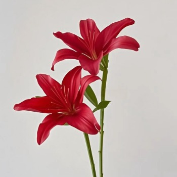 Red Jewel Ruby-Red Asiatic Lily (2 buds/stem) · Red