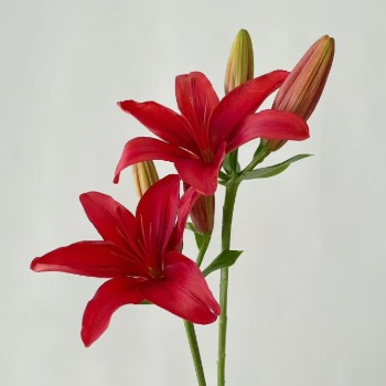 Red Jewel Ruby-Red Asiatic Lily - 4+ Buds / Multi-Bud · Red