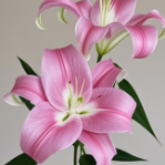 Robina Deep Magenta-Purple OT Lily (2 buds/stem) · Pink & Blush