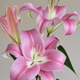 Robina Deep Magenta-Purple OT Lily (3 buds/stem) · Pink & Blush