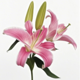 Robina Deep Magenta-Purple OT Lily - 4+ Buds / Multi-Bud · Pink & Blush