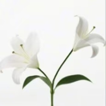 Siberia Pure White Oriental Lily (2 buds/stem) · White & Cream