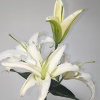 Siberia Pure White Oriental Lily - 4+ Buds / Multi-Bud · White & Cream