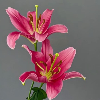 Signorina Crimson Oriental Lily (2 buds/stem) · Red