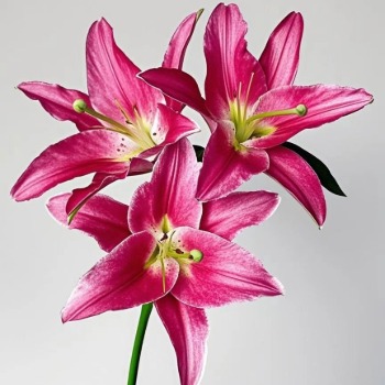 Signorina Crimson Oriental Lily (3 buds/stem) · Red