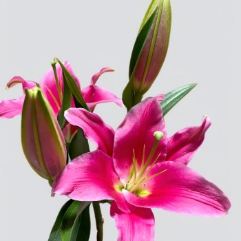 Signorina Crimson Oriental Lily - 4+ Buds / Multi-Bud · Red