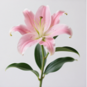 Sorbonne Rose-Pink & White Oriental Lily (1 buds/stem) · Pink & Blush