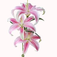 Sorbonne Rose-Pink & White Oriental Lily (3 buds/stem) · Pink & Blush