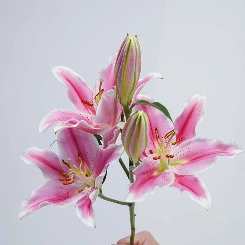 Sorbonne Rose-Pink & White Oriental Lily - 4+ Buds / Multi-Bud · Pink & Blush