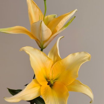 Sunset Glow Coral-Orange OT Hybrid Lily (2 buds/stem) · Orange & Coral