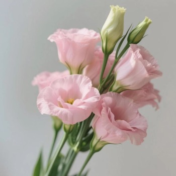 Classic Pink Double Lisianthus / Eustoma · Pink & Blush