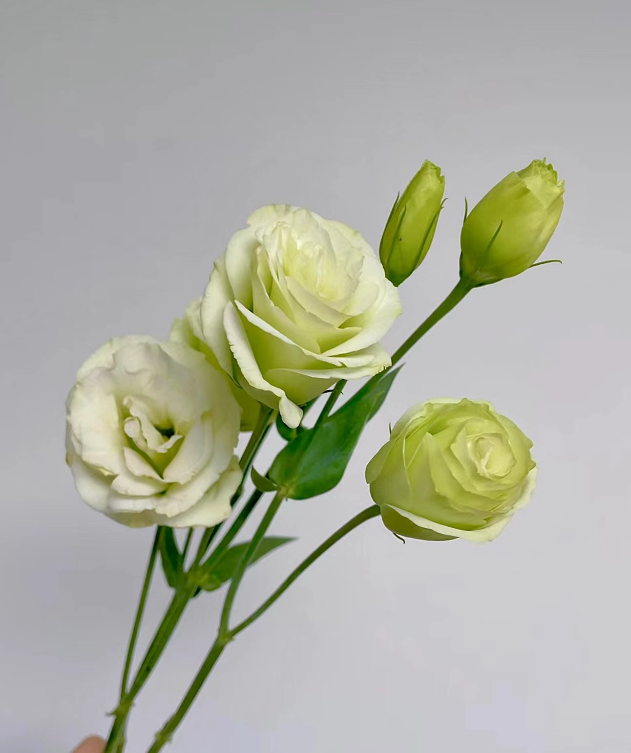 Emerald Apple-Green Double Lisianthus · Green & Foliage