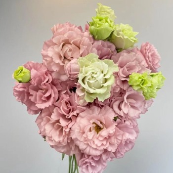 Fringed Ruffled Pink Double Lisianthus · Pink & Blush