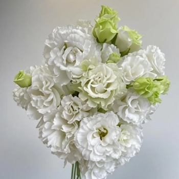 Fringed Ruffled Pure White Lisianthus · White & Cream