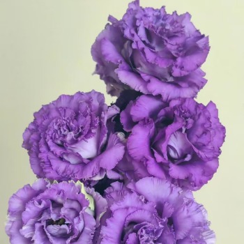 Fringed Ruffled Purple Double Lisianthus · Purple & Lavender
