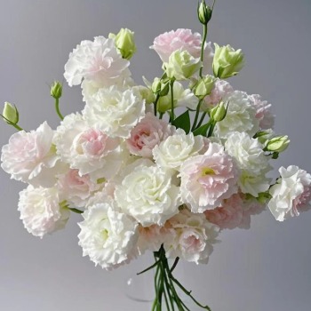 Ice Cream Pastel Cream-Blush Lisianthus · White & Cream