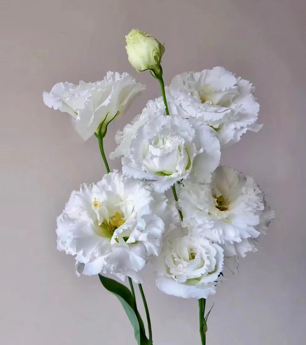 Pure White Double Lisianthus / Eustoma · White & Cream