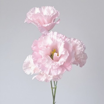 Sakura Pink Cherry-Blossom Lisianthus · Pink & Blush