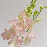 Blush Pink Dendrobium Orchid · Pink & Blush