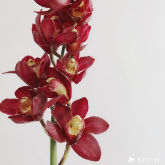 Burgundy-Red Cymbidium · Red