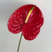 Classic Red Anthurium · Red