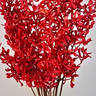 Crimson Red Vanda Orchid Sprays · Red