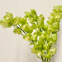 Emerald Apple-Green Cymbidium · Green & Foliage