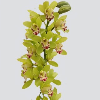 Emerald Apple-Green Cymbidium · Green & Foliage