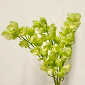 Emerald Apple-Green Cymbidium Orchid · Green & Foliage