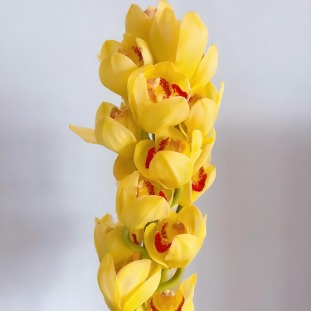 Golden Yellow Cymbidium · Yellow & Gold