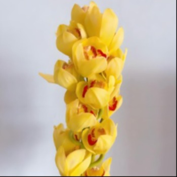 Golden Yellow Cymbidium Orchid · Yellow & Gold