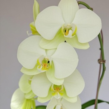 Jumbo Apple-Green Phalaenopsis Moth Orchid · Green & Foliage